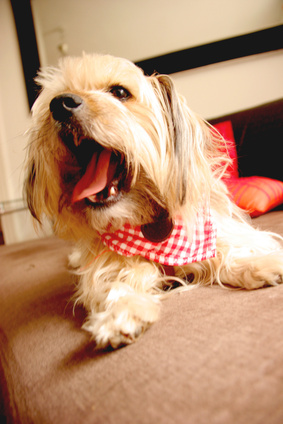Artgerechte Hundehaltung in der Wohnung - was gilt es zu beachten?