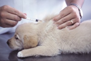 Tierarztbesuche sind nötig, um die Hundegesundheit zu erhalten.
