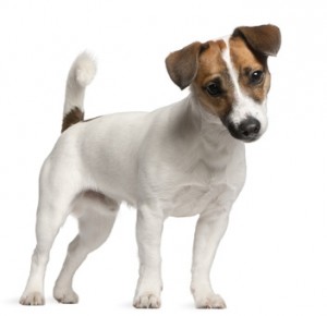 Eine beliebte Hunderasse bei Familien - der Jack-Russell-Terrier.