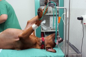 Oft unberücksichtigt bei der Hundekrankenversicherung - die OP Kosten